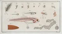 An illustration from Allgemeine Naturgeschichte der Fische. French = Ichtylogie, ou Histoire naturelle : generale et particuliere des poissons (1785)