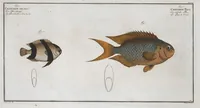 An illustration from Allgemeine Naturgeschichte der Fische. French = Ichtylogie, ou Histoire naturelle : generale et particuliere des poissons (1785)