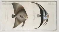 Picture 200 of 416 from Allgemeine Naturgeschichte der Fische. French = Ichtylogie, ou Histoire naturelle : generale et particuliere des poissons (1785), leaf 211