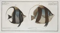 Picture 201 of 416 from Allgemeine Naturgeschichte der Fische. French = Ichtylogie, ou Histoire naturelle : generale et particuliere des poissons (1785), leaf 212