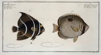 Picture 202 of 416 from Allgemeine Naturgeschichte der Fische. French = Ichtylogie, ou Histoire naturelle : generale et particuliere des poissons (1785), leaf 213