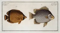 An illustration from Allgemeine Naturgeschichte der Fische. French = Ichtylogie, ou Histoire naturelle : generale et particuliere des poissons (1785)