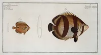 Picture 206 of 416 from Allgemeine Naturgeschichte der Fische. French = Ichtylogie, ou Histoire naturelle : generale et particuliere des poissons (1785), leaf 217