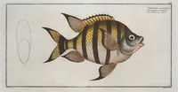 Picture 208 of 416 from Allgemeine Naturgeschichte der Fische. French = Ichtylogie, ou Histoire naturelle : generale et particuliere des poissons (1785), leaf 219