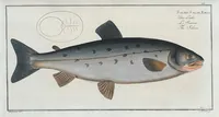 An illustration from Allgemeine Naturgeschichte der Fische. French = Ichtylogie, ou Histoire naturelle : generale et particuliere des poissons (1785)