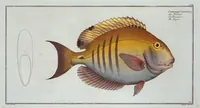 Picture 209 of 416 from Allgemeine Naturgeschichte der Fische. French = Ichtylogie, ou Histoire naturelle : generale et particuliere des poissons (1785), leaf 220