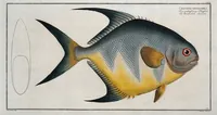 Picture 210 of 416 from Allgemeine Naturgeschichte der Fische. French = Ichtylogie, ou Histoire naturelle : generale et particuliere des poissons (1785), leaf 221