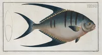 Picture 211 of 416 from Allgemeine Naturgeschichte der Fische. French = Ichtylogie, ou Histoire naturelle : generale et particuliere des poissons (1785), leaf 222