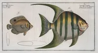 An illustration from Allgemeine Naturgeschichte der Fische. French = Ichtylogie, ou Histoire naturelle : generale et particuliere des poissons (1785)