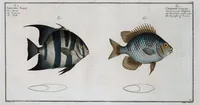 Picture 213 of 416 from Allgemeine Naturgeschichte der Fische. French = Ichtylogie, ou Histoire naturelle : generale et particuliere des poissons (1785), leaf 224
