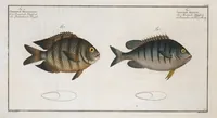 An illustration from Allgemeine Naturgeschichte der Fische. French = Ichtylogie, ou Histoire naturelle : generale et particuliere des poissons (1785)
