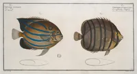 Picture 216 of 416 from Allgemeine Naturgeschichte der Fische. French = Ichtylogie, ou Histoire naturelle : generale et particuliere des poissons (1785), leaf 227