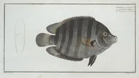 Picture 220 of 416 from Allgemeine Naturgeschichte der Fische. French = Ichtylogie, ou Histoire naturelle : generale et particuliere des poissons (1785), leaf 231