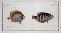 Picture 221 of 416 from Allgemeine Naturgeschichte der Fische. French = Ichtylogie, ou Histoire naturelle : generale et particuliere des poissons (1785), leaf 232