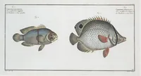 Picture 222 of 416 from Allgemeine Naturgeschichte der Fische. French = Ichtylogie, ou Histoire naturelle : generale et particuliere des poissons (1785), leaf 233