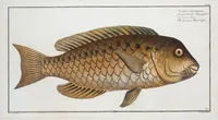 An illustration from Allgemeine Naturgeschichte der Fische. French = Ichtylogie, ou Histoire naturelle : generale et particuliere des poissons (1785)