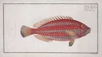 Picture 224 of 416 from Allgemeine Naturgeschichte der Fische. French = Ichtylogie, ou Histoire naturelle : generale et particuliere des poissons (1785), leaf 235