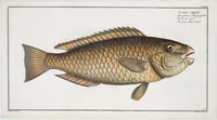 Picture 225 of 416 from Allgemeine Naturgeschichte der Fische. French = Ichtylogie, ou Histoire naturelle : generale et particuliere des poissons (1785), leaf 236