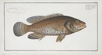 Picture 227 of 416 from Allgemeine Naturgeschichte der Fische. French = Ichtylogie, ou Histoire naturelle : generale et particuliere des poissons (1785), leaf 238