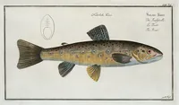 An illustration from Allgemeine Naturgeschichte der Fische. French = Ichtylogie, ou Histoire naturelle : generale et particuliere des poissons (1785)