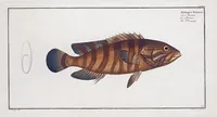 Picture 229 of 416 from Allgemeine Naturgeschichte der Fische. French = Ichtylogie, ou Histoire naturelle : generale et particuliere des poissons (1785), leaf 240