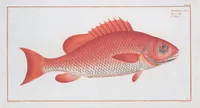 Picture 230 of 416 from Allgemeine Naturgeschichte der Fische. French = Ichtylogie, ou Histoire naturelle : generale et particuliere des poissons (1785), leaf 241