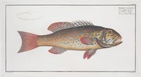 Picture 231 of 416 from Allgemeine Naturgeschichte der Fische. French = Ichtylogie, ou Histoire naturelle : generale et particuliere des poissons (1785), leaf 242