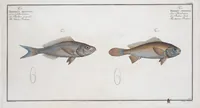 An illustration from Allgemeine Naturgeschichte der Fische. French = Ichtylogie, ou Histoire naturelle : generale et particuliere des poissons (1785)