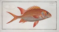 Picture 233 of 416 from Allgemeine Naturgeschichte der Fische. French = Ichtylogie, ou Histoire naturelle : generale et particuliere des poissons (1785), leaf 246