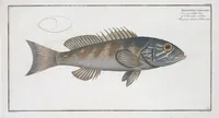 An illustration from Allgemeine Naturgeschichte der Fische. French = Ichtylogie, ou Histoire naturelle : generale et particuliere des poissons (1785)