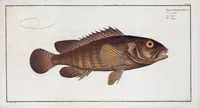 Picture 235 of 416 from Allgemeine Naturgeschichte der Fische. French = Ichtylogie, ou Histoire naturelle : generale et particuliere des poissons (1785), leaf 248