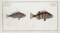 An illustration from Allgemeine Naturgeschichte der Fische. French = Ichtylogie, ou Histoire naturelle : generale et particuliere des poissons (1785)