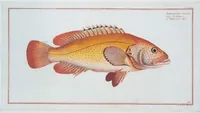 An illustration from Allgemeine Naturgeschichte der Fische. French = Ichtylogie, ou Histoire naturelle : generale et particuliere des poissons (1785)