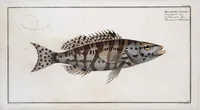 Picture 238 of 416 from Allgemeine Naturgeschichte der Fische. French = Ichtylogie, ou Histoire naturelle : generale et particuliere des poissons (1785), leaf 251
