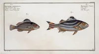 Picture 239 of 416 from Allgemeine Naturgeschichte der Fische. French = Ichtylogie, ou Histoire naturelle : generale et particuliere des poissons (1785), leaf 252