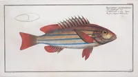 An illustration from Allgemeine Naturgeschichte der Fische. French = Ichtylogie, ou Histoire naturelle : generale et particuliere des poissons (1785)