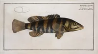 Picture 241 of 416 from Allgemeine Naturgeschichte der Fische. French = Ichtylogie, ou Histoire naturelle : generale et particuliere des poissons (1785), leaf 254