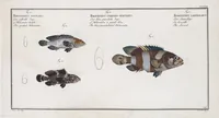 An illustration from Allgemeine Naturgeschichte der Fische. French = Ichtylogie, ou Histoire naturelle : generale et particuliere des poissons (1785)