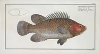 Picture 243 of 416 from Allgemeine Naturgeschichte der Fische. French = Ichtylogie, ou Histoire naturelle : generale et particuliere des poissons (1785), leaf 257