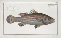 An illustration from Allgemeine Naturgeschichte der Fische. French = Ichtylogie, ou Histoire naturelle : generale et particuliere des poissons (1785)