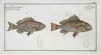 Picture 245 of 416 from Allgemeine Naturgeschichte der Fische. French = Ichtylogie, ou Histoire naturelle : generale et particuliere des poissons (1785), leaf 259
