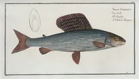 An illustration from Allgemeine Naturgeschichte der Fische. French = Ichtylogie, ou Histoire naturelle : generale et particuliere des poissons (1785)
