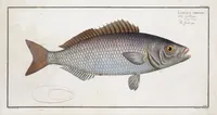 Picture 247 of 416 from Allgemeine Naturgeschichte der Fische. French = Ichtylogie, ou Histoire naturelle : generale et particuliere des poissons (1785), leaf 262