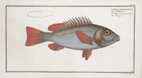 Picture 248 of 416 from Allgemeine Naturgeschichte der Fische. French = Ichtylogie, ou Histoire naturelle : generale et particuliere des poissons (1785), leaf 263
