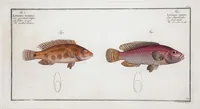 Picture 249 of 416 from Allgemeine Naturgeschichte der Fische. French = Ichtylogie, ou Histoire naturelle : generale et particuliere des poissons (1785), leaf 265