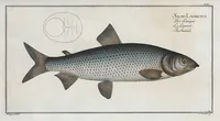 Picture 23 of 416 from Allgemeine Naturgeschichte der Fische. French = Ichtylogie, ou Histoire naturelle : generale et particuliere des poissons (1785), leaf 27