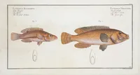 Picture 254 of 416 from Allgemeine Naturgeschichte der Fische. French = Ichtylogie, ou Histoire naturelle : generale et particuliere des poissons (1785), leaf 270