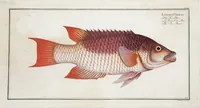 Picture 255 of 416 from Allgemeine Naturgeschichte der Fische. French = Ichtylogie, ou Histoire naturelle : generale et particuliere des poissons (1785), leaf 271