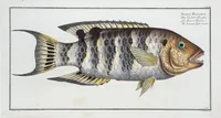 Picture 257 of 416 from Allgemeine Naturgeschichte der Fische. French = Ichtylogie, ou Histoire naturelle : generale et particuliere des poissons (1785), leaf 273