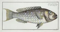 Picture 259 of 416 from Allgemeine Naturgeschichte der Fische. French = Ichtylogie, ou Histoire naturelle : generale et particuliere des poissons (1785), leaf 275